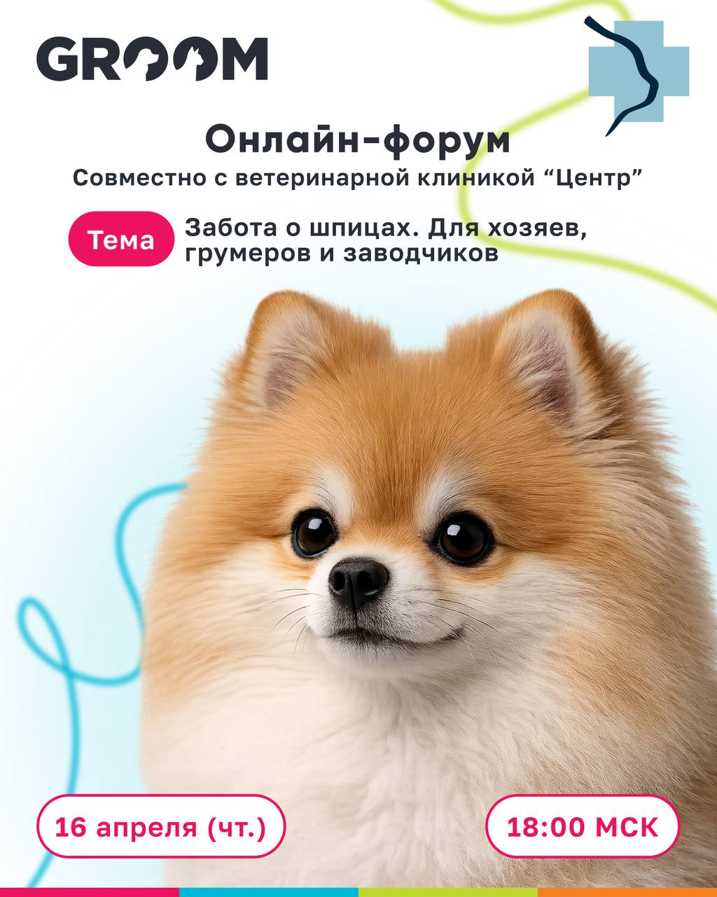 Впервые — масштабный онлайн-форум по шпицам с грумерами и ветеринарными врачами! 