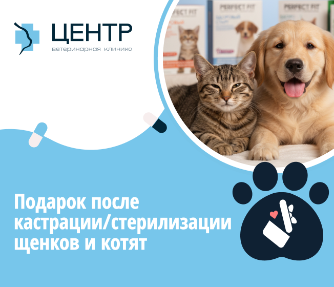 Подарок после кастрации/стерилизации щенков и котят
