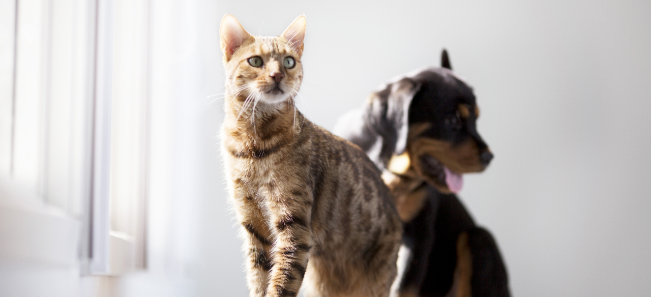 Вирусные болезни собак и кошек