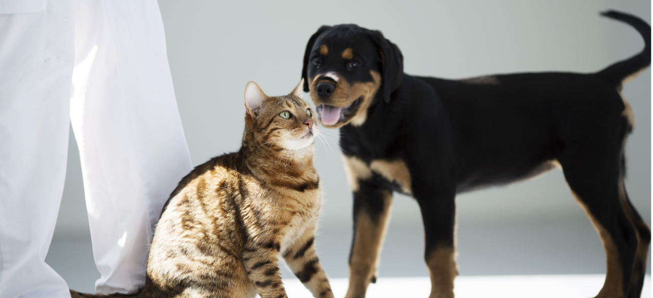 Кастрация котов, собак и других домашних животных