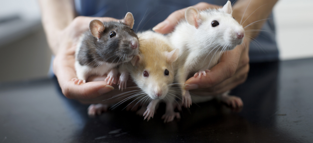 Спонтанные неоплазии у декоративных крыс
