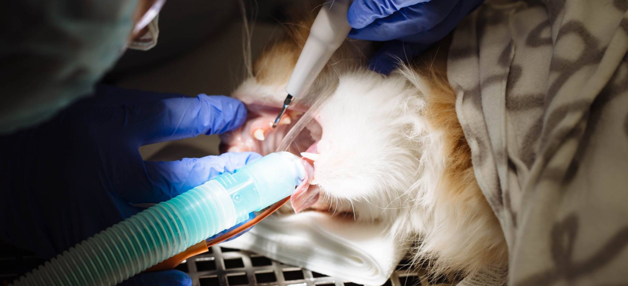 Предупреждение и лечение заболеваний зубов и десен у собак и кошек