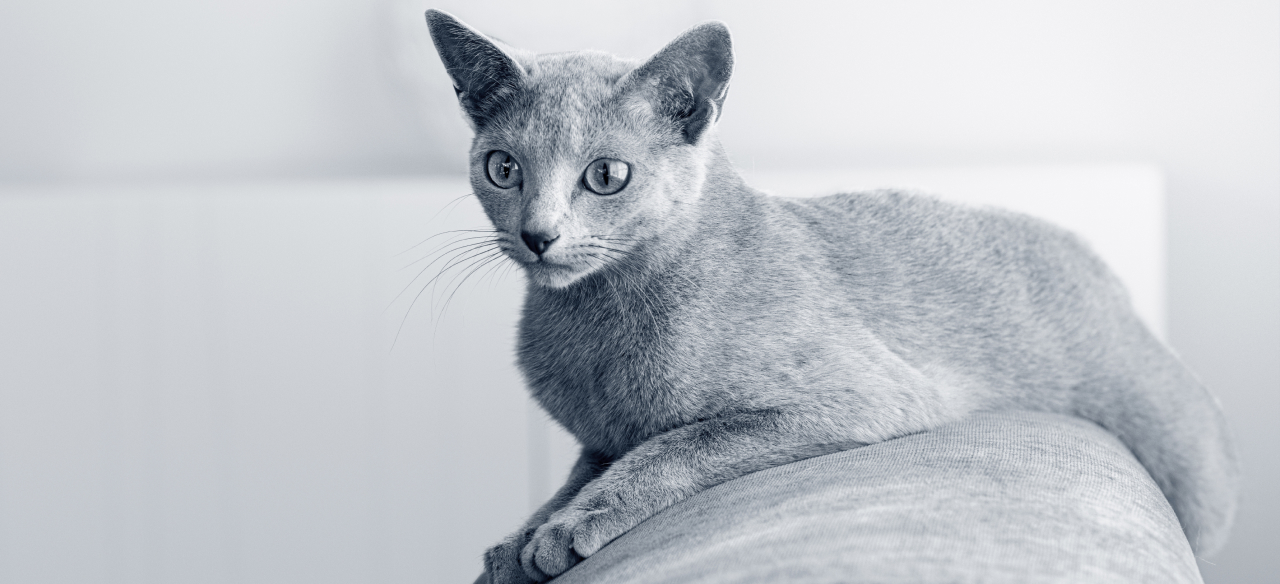 Ветеринар для кошек в Москве, цена приема на сайте ветклиники «Центр»