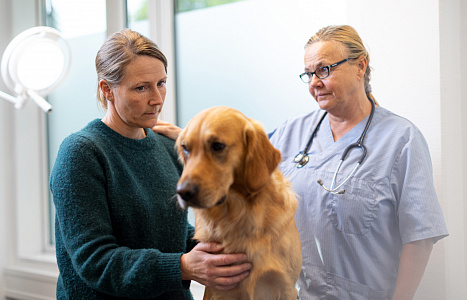 Неотложные состояния собак. Первая помощь по пути к ветеринарному врачу
