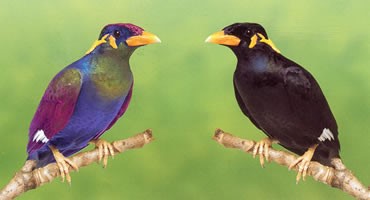 Рис.1 Для птицы мир становится цветным, если есть ультрафиолетовый спектр в освещении (птица слева) и черным, если нет ультрафиолета (птица справа).